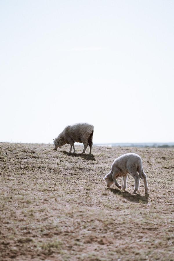 Coorong Island Retreat - Farm Stay At Pet Friendly Property Meningie Εξωτερικό φωτογραφία