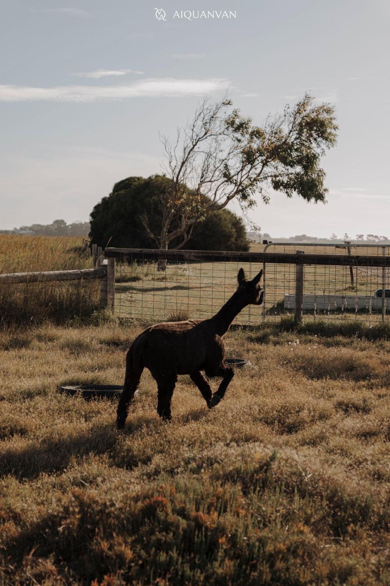 Coorong Island Retreat - Farm Stay At Pet Friendly Property Meningie Εξωτερικό φωτογραφία